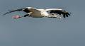 Wood Storks-17